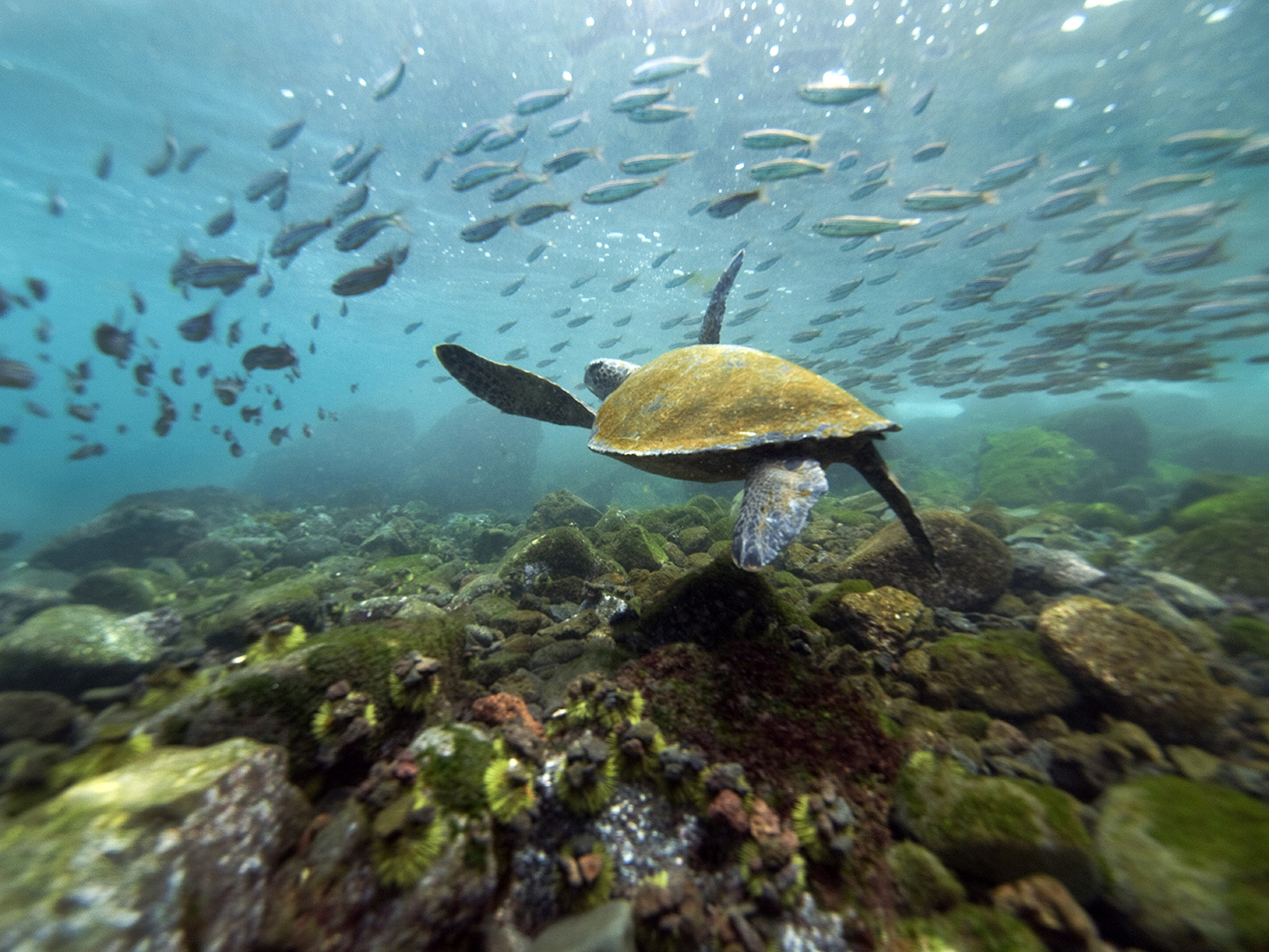 Islas Galápagos