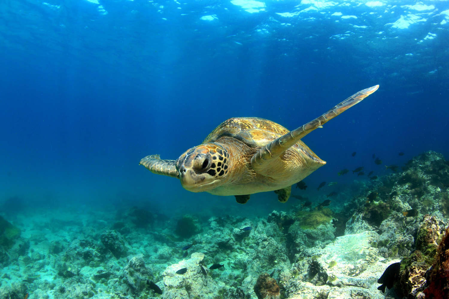 Ecuador Islas Galapagos
